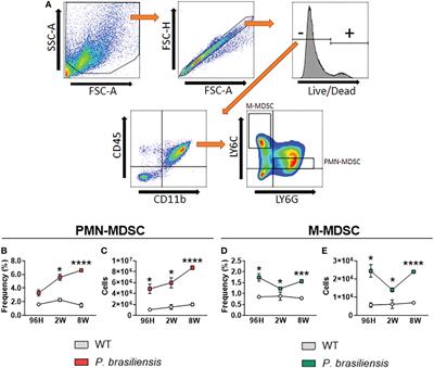 Myeloid-derived suppressor cells are associated with impaired Th1 and Th17 responses and severe pulmonary paracoccidioidomycosis which is reversed by anti-Gr1 therapy